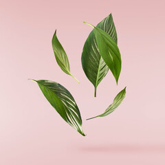 Fototapeta premium beautiful fresh green spathifyllum leaves