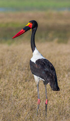 Saddle-billed Stork in the savannah. Africa. Kafue National Park. Zambia.