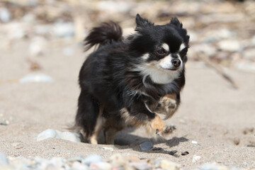 Chihuahua poil long en fuite sur la plage