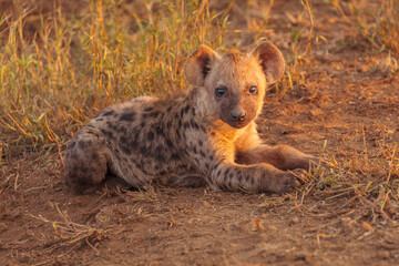 Spotted hyena (Crocuta crocuta) cub lying on the ground in warm late afternoon light