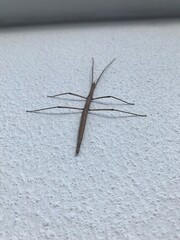 praying mantis on the ground