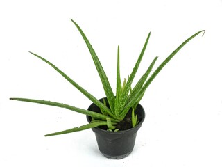 aloe vera in a pot