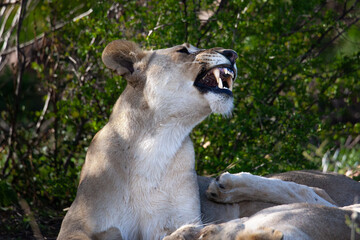 Obraz premium Yawning Lioness