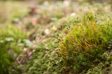 green moss inside the forest