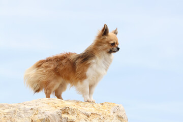 Chihuahua poil long sur une pierre qui regarde l'horizon 