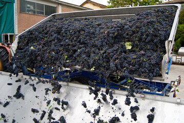 Uva nera raccolta per azienda vinicola
