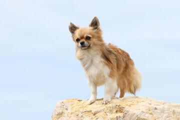 Chihuahua poil long sur une pierre qui regarde l'horizon 
