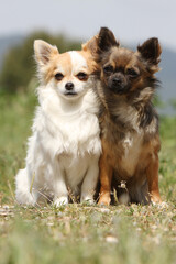 Deux Chihuahua  de différentes couleur assis dans l'herbe