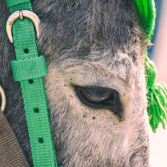 Portrait of a gray donkey in bridle