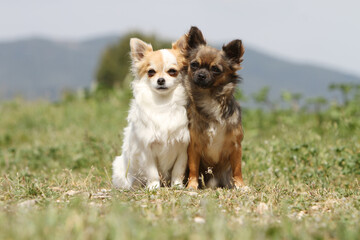 Deux Chihuahua  de différentes couleur assis dans l'herbe