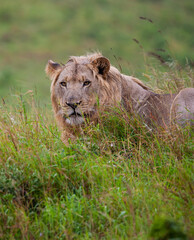 lion stare