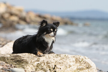 Fototapeta na wymiar Chihuahua poil long allongé sur rocher qui regarde l'horizon