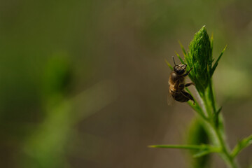 Bee in the foreground on a green plant.