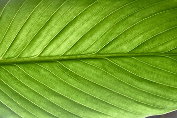 beautiful fresh green spathifyllum leaves