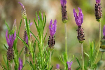 Wild lavender flower in the foreground. Scientific name Lavandula Stoechas.