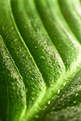 beautiful fresh green spathifyllum leaves