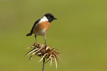Male of Common stonechat in breeding plumage with the last lights of the afternoon in its breeding territory