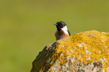 Male of Common stonechat in breeding plumage with the last lights of the afternoon in its breeding territory
