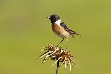 Common stonechat male in rutting plumage with first morning lights in his breeding territory