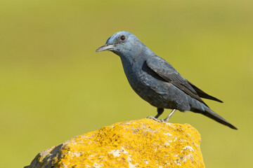 Male Blue rock thrush in breeding plumage with late afternoon lights in his breeding territory