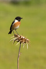 Common stonechat male in rutting plumage with first morning lights in his breeding territory