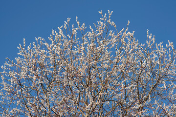Spring background with pussy-willow branches with catkins. Willow tree.