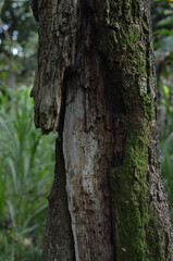 Obraz premium BROKEN OLD TREE