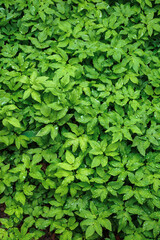 water drops on the green leaves. beautiful close up nature background. freshness concept