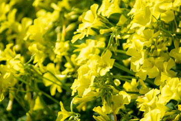 オオキバナカタバミの黄色い花