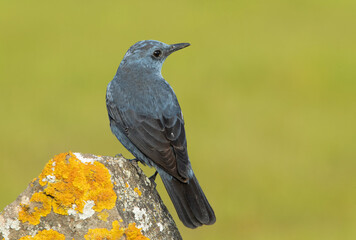 Male Blue rock thrush in breeding plumage with late afternoon lights in his breeding territory