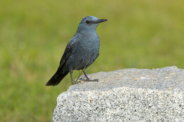 Male Blue rock thrush with rutting plumage in his breeding territory at his favorite perches in the last light of day
