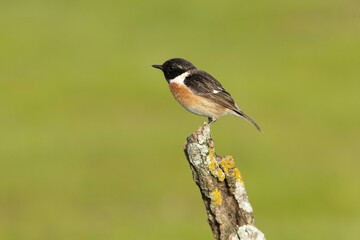 Male of Common stonechat in breeding plumage with the last lights of the afternoon in its breeding territory