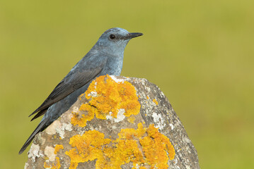 Male Blue rock thrush with rutting plumage in his breeding territory at his favorite perches in the last light of day