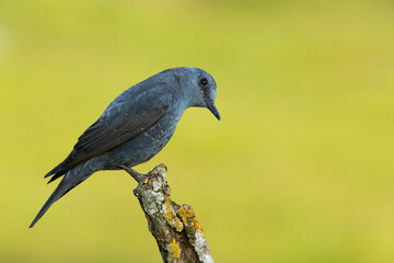 Male Blue rock thrush with rutting plumage in his breeding territory at his favorite perches in the last light of day