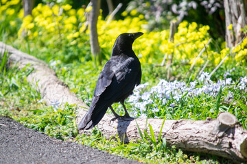 カラスと黄色いオオキバナカタバミの花