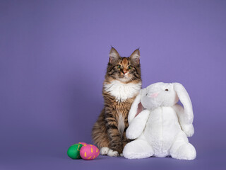 Cute tortie polydactyle Maine Coon cat, sitting up inbetween painted easter eggs, and toy bunny. Looking straight to camera showing big paw. Isolated on a solid purple background.