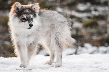 Portrait of a young puppy Finnish Lapphund dog