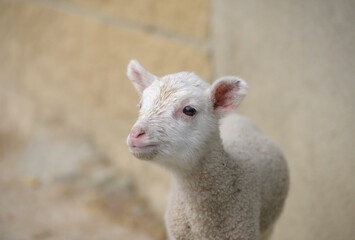  Little lamb © J.K.Ruiz