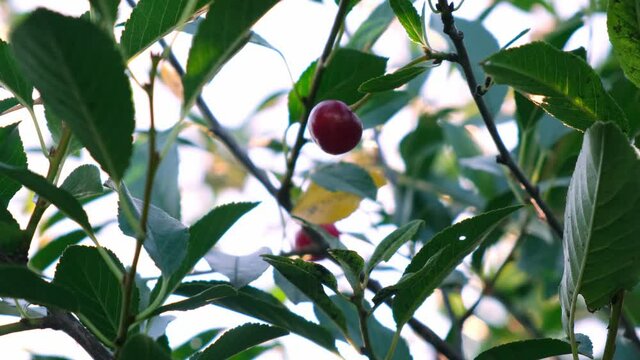 Cherry tree branches with rape fruits in summer garden