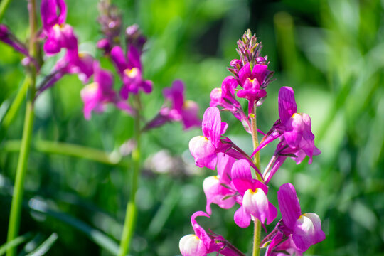 133 Best ヒメキンギョソウ Images Stock Photos Vectors Adobe Stock