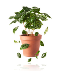 Fototapeta premium beautiful fresh green coffee leaves