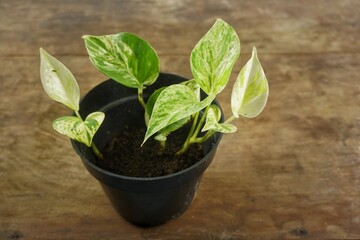 
Alocasia New Guinea Gold