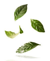 beautiful fresh green coffee leaves