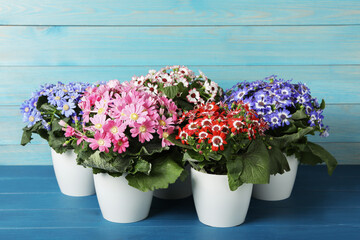 Fototapeta na wymiar Beautiful cineraria plants in flower pots on blue wooden table