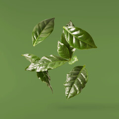 beautiful fresh green coffee leaves