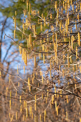 Spring rain from yellow buds. Beauty of nature. Sunny spring day