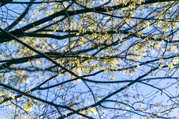 芽吹き始めた早春の木の枝