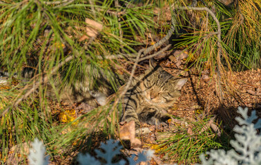 Stray cat sleeping under tree. Selective focus with depth of field.
