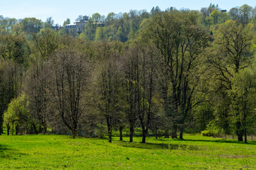 Obraz premium landscape with trees