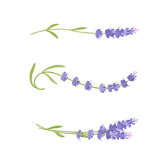 Lavender. Vector illustration cartoon flat icon isolated on white background.